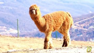 Picture of SAFARI PARK